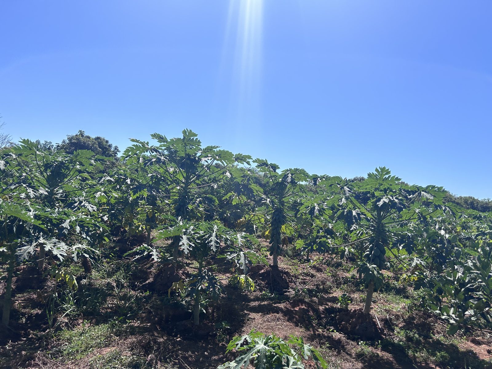 Papaya grove at MaryLand Farm