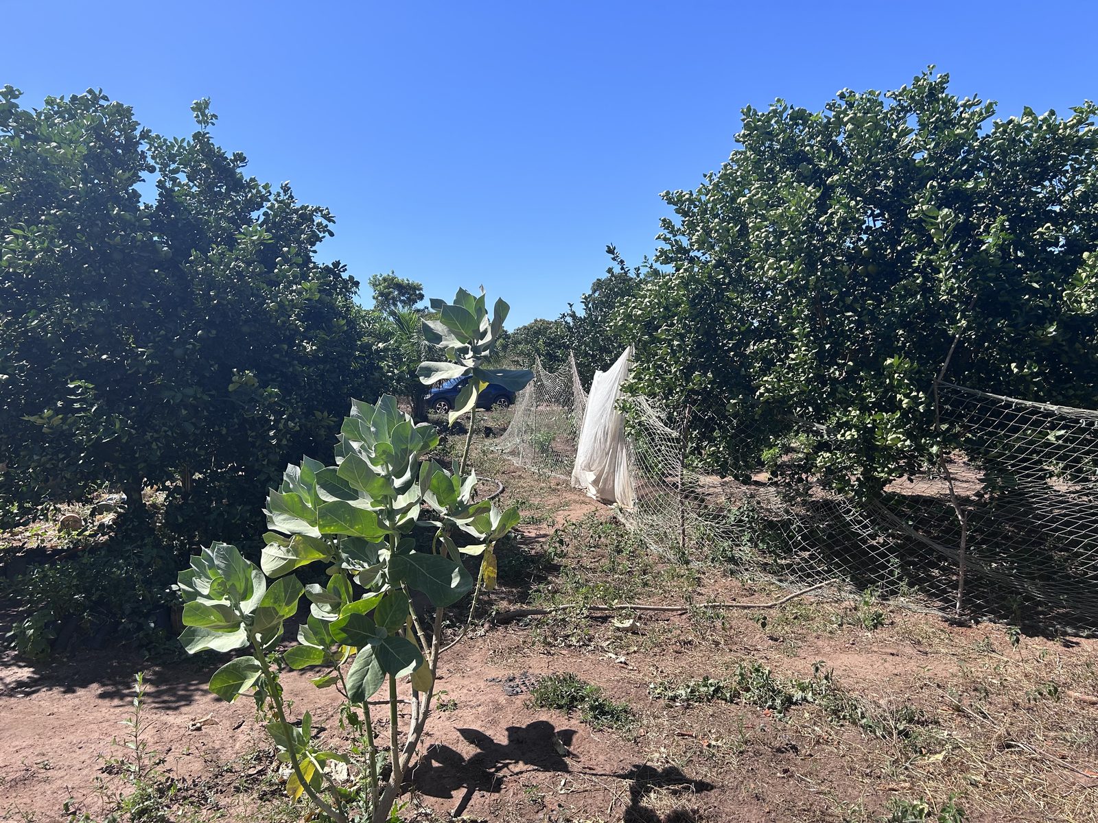 Citrus trees with protective netting